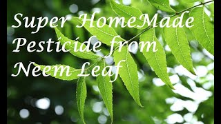 Best Home made Pesticide from Neem leaf