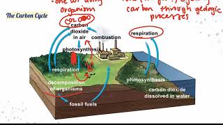 Unit 5: Nutrient Cycles Part 1