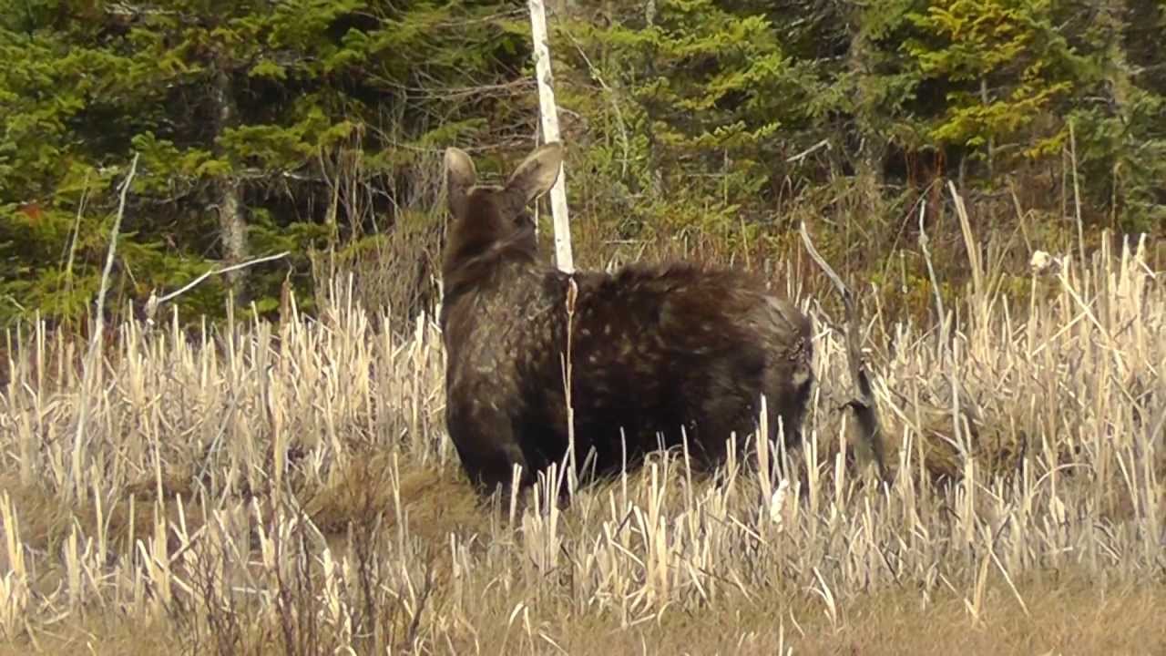 Upper Peninsula Moose Dining in Marsh YouTube