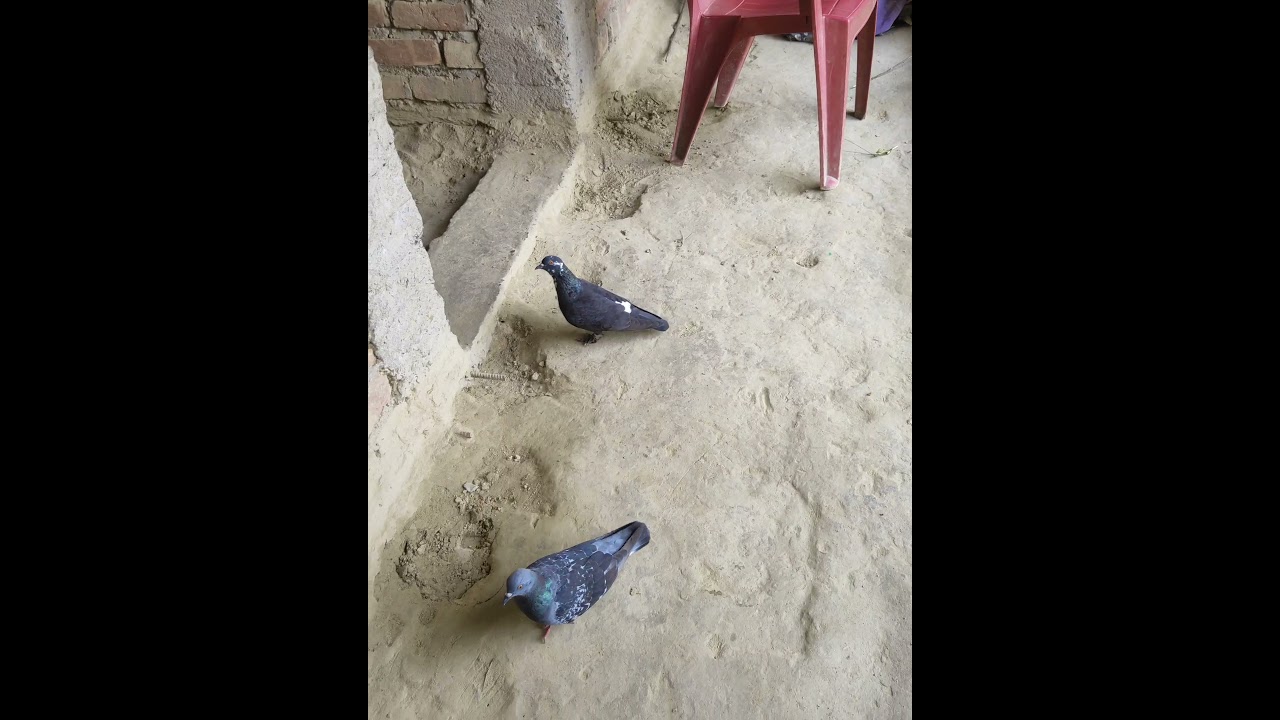 New Caught On Camera Part-II. Pisean Birds. Cute pets and birds pison. Short Clip. Farzari .
