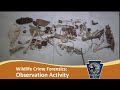 Wildlife Observation Skills and Species Identification