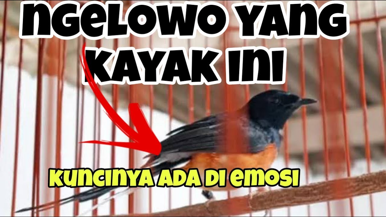 Problem ngelowo murai batu kali ini beda dan beda pula pengondisian nya