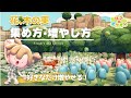 【ぽこポケ】花・木の実の集め方と増やし方 | 好きなだけ増やせる【pokopia】