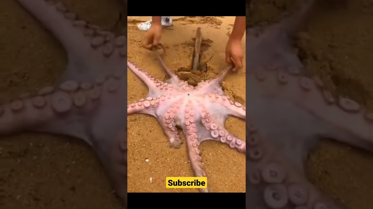 10 Unidentified Sea Monsters Caught On Film 