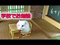 ハムスター🐹学校で給食？お勉強？パールホワイト ペット おもしろ 可愛い 動物