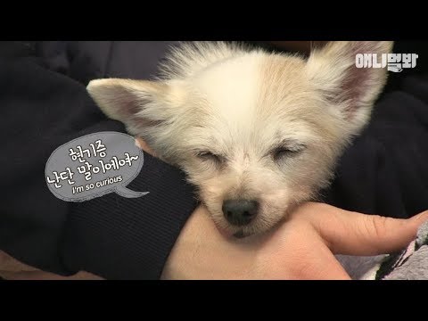 애니멀봐 사모예드 FINALLY! The secret of how dogs can live a long life is being revealed!