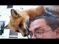 Fox  a cute fox and funny foxs compilation  pets