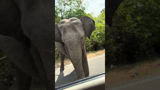 Driver Feeds Elephant Casually Walking on Road