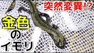 突然変異!?全身金色のイモリの捕獲に成功！！