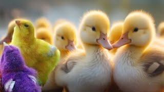 Ducks swim in the fish pond, wow baby ducks are so cute bathing