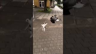Kucing tangkap burung #kucing #tangkap #burung #shorts #lucu #fyp