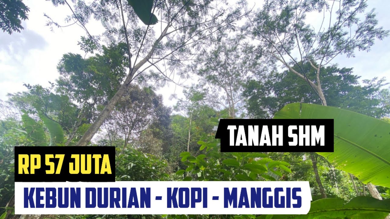 Jual Tanah Kebun Kopi Dan Durian di Daerah Dingin Luas 890 m2 SHM Rp 57 Juta di Bojong Purwakarta 
