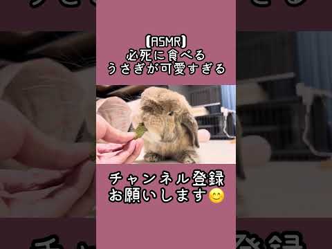 【ASMR】必死に食べるうさぎが可愛すぎる #うさぎ #ベルちゃん #ホーランドロップ