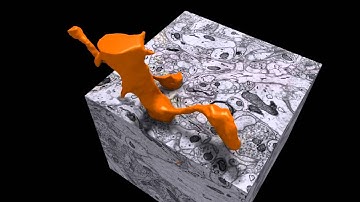 Reconstructing a Neuron in 3D