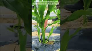 Homemade Farm Weeding Tool For Removing Extra Corn Shoots In Rows