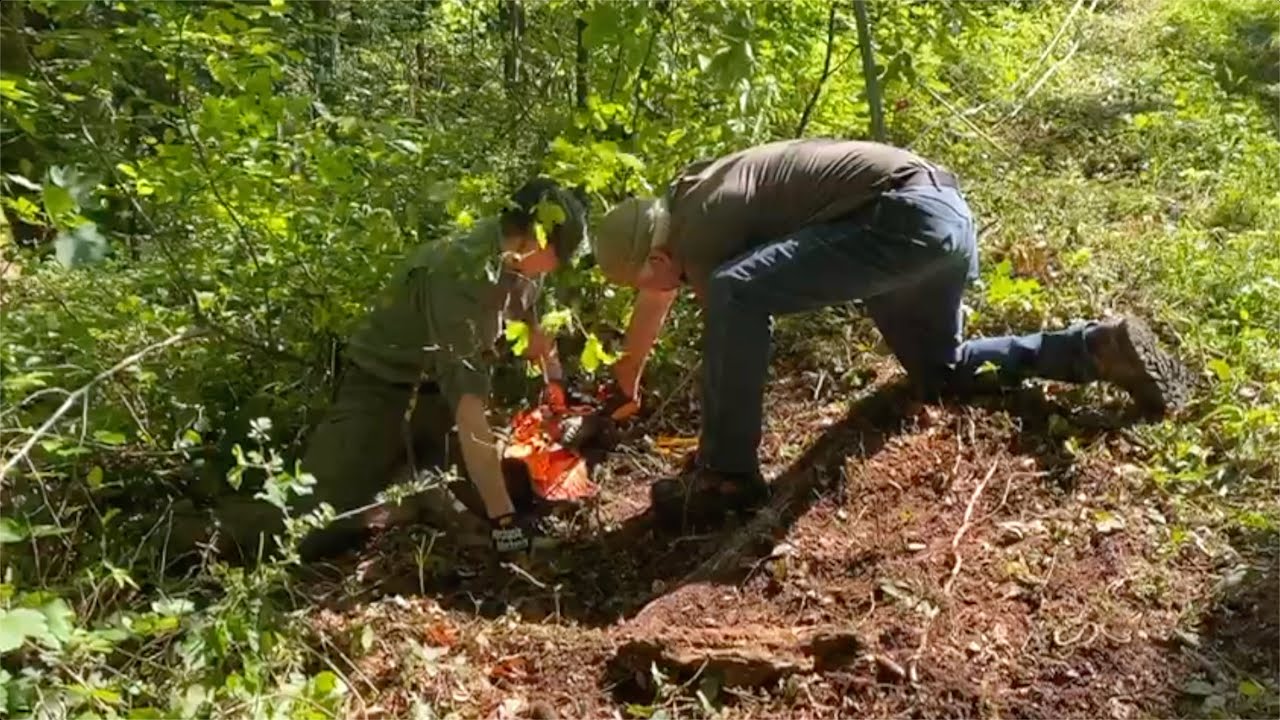 Rehbock in Weidenetz verfangen 10.05.2020