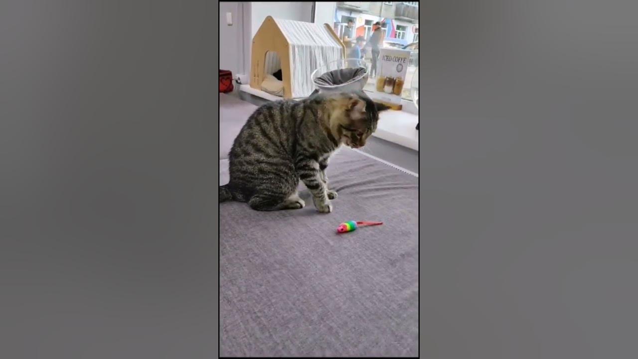 КотоКофе - YouTube
