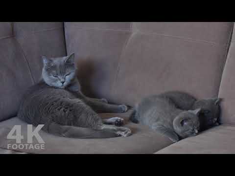 mother-cat-with-two-sleeping-kittens,-british-shorthair---4k