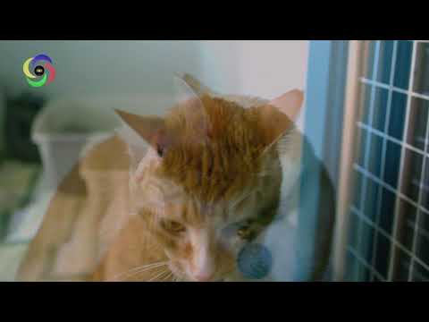 sound-healing-for-cats-:-cat-hormone-stimulation-|-anti-anxiety-music-for-cats-and-kittens
