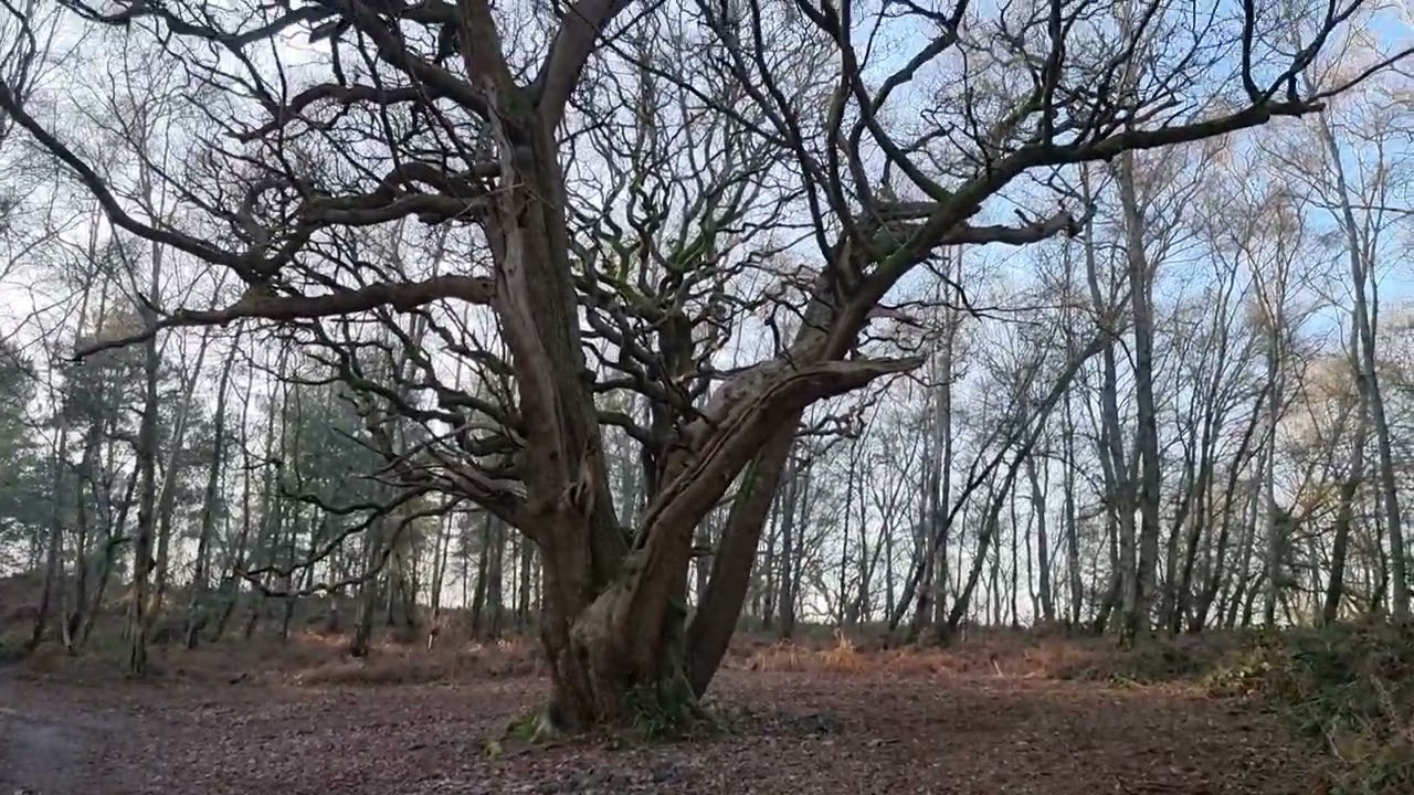 View from Abinger Roughs