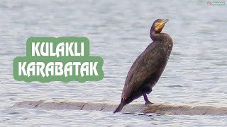 Kulaklı Karabatak Kuşu; Gölde Kulaklı Karabatak Kuşunun Yaşamından Kesitler / Phalacrocorax Auritus