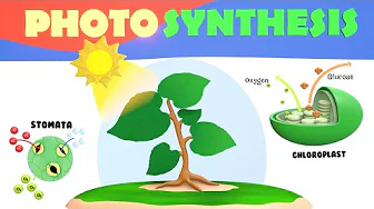 What is Photosynthesis | How do Plants Make Food | How do Plants make Oxygen?