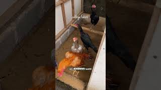 Update Aditya Farm 22 Februari 2026