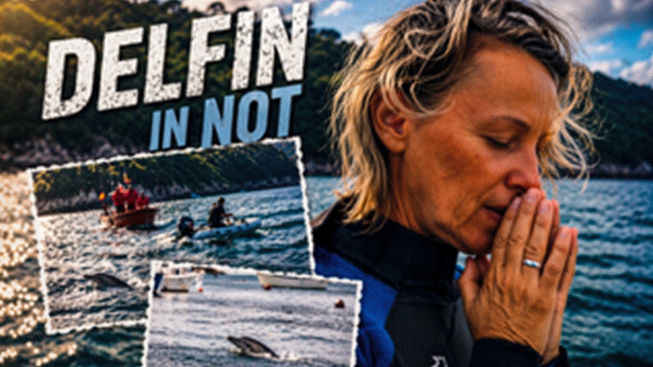 VIVICAM #13 – Ein Delfin in Not…