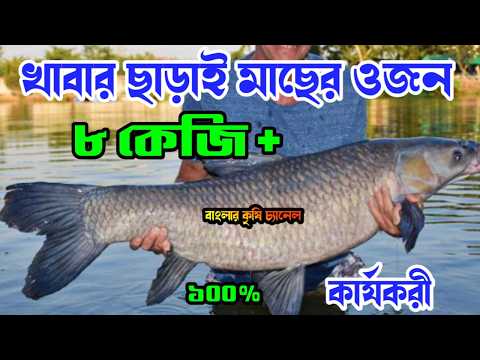 ব্ল্যাক কার্প মাছ চাষ পদ্ধতি | ব্ল্যাক কার্প মাছের পোনা | Black Carp Mach Cash | ব্ল্যাক কার্প মাছ