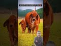 guru... guru videos guru tiktok 🥰 #cow #shorts #greenscreen #trollface #edit