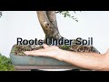 Styling Series: XL Chinese Elm Pruning
