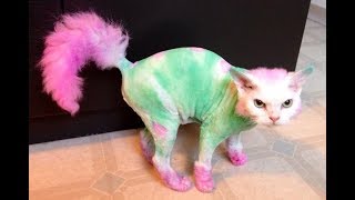 Приколы с Котами - Смешные коты и кошки 2017 || смешные подборки с котами||приколы|| Приколы с Котами - Смешные коты и кошки 2017 || смешные подборки с котами||приколы||