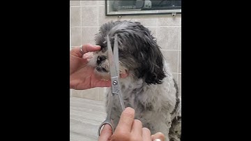 Trimming a Shih-Tzu dogs face with scissors, dog grooming without restraints