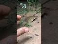 Catch big frogs funny | Try don't laugh | wepwep catching frogs make you laugh #shortsviral #shorts
