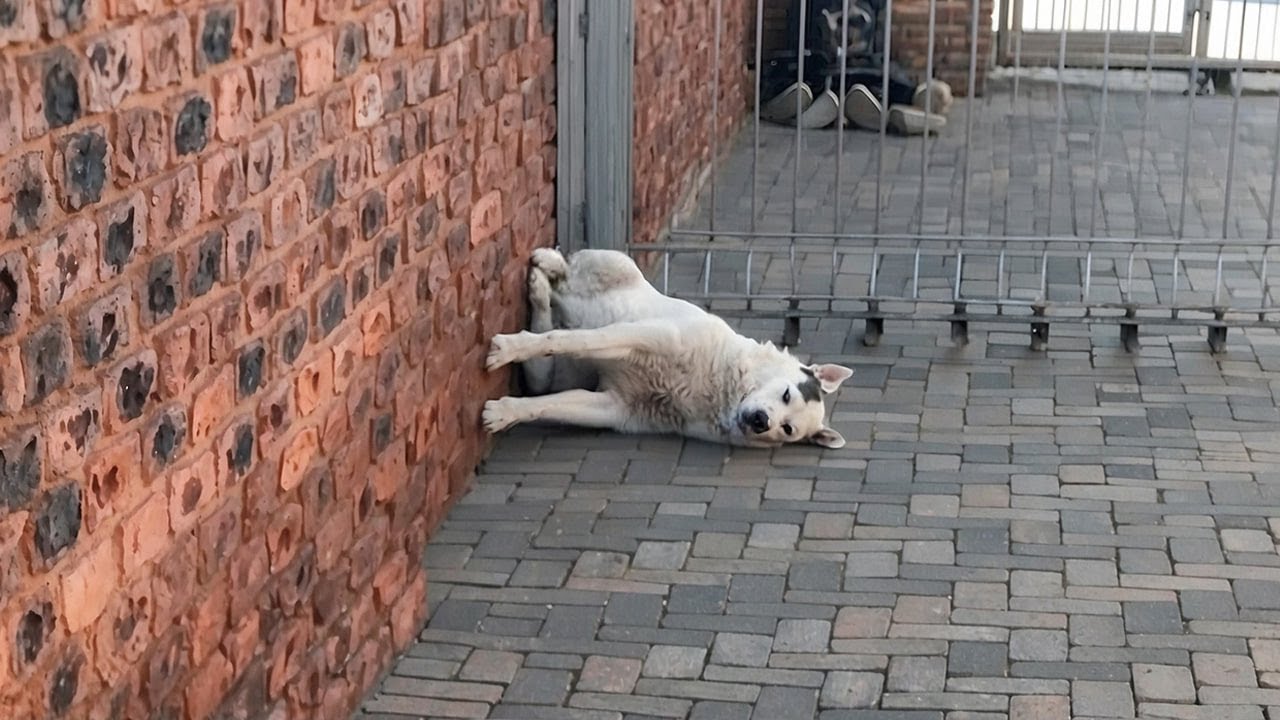 Wenn du einen Hund mit einem IQ von 200 hast