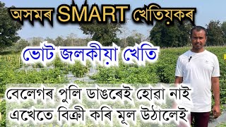 SMART খেতিয়কৰ ভোট জলকীয়া খেতি। বিক্ৰী কৰি মূল উঠালেই Bhut Jalakia Kheti॥ Ghost Pepper farming