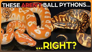 The Rarest Ball Python Breeding Project: HYBRIDS (Halloween Special)