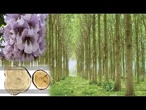 Video: Môžete pridať drevo mopani?