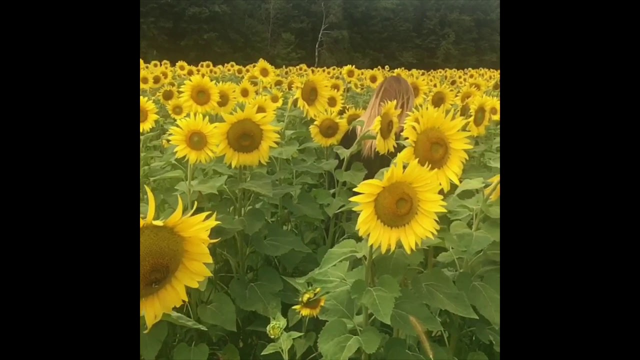 Playing in Minnesota Sunflower fields YouTube