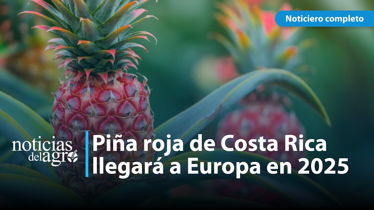 ¡La piña roja de Costa Rica se apoderará de Europa en 2025! - YouTube
