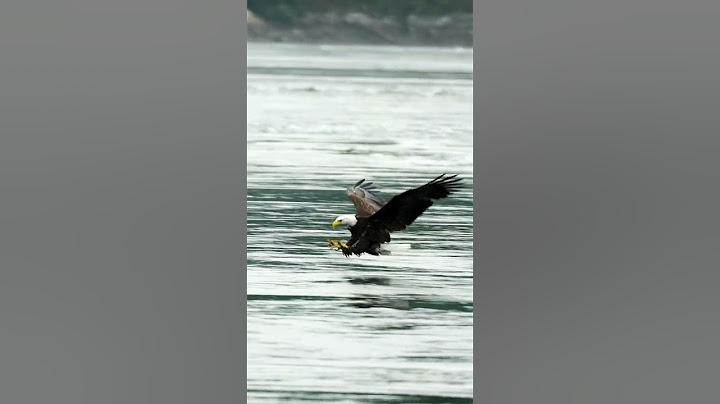 A Eagle catching a fish!