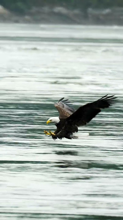 A Eagle catching a fish!