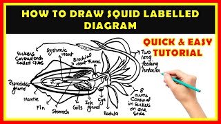 Squid Drawing Secrets You Won't Believe Are So Easy! | How To Draw Squid Labelled Diagram Easily