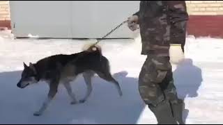 Kennel Russkyi Patriot Moscow