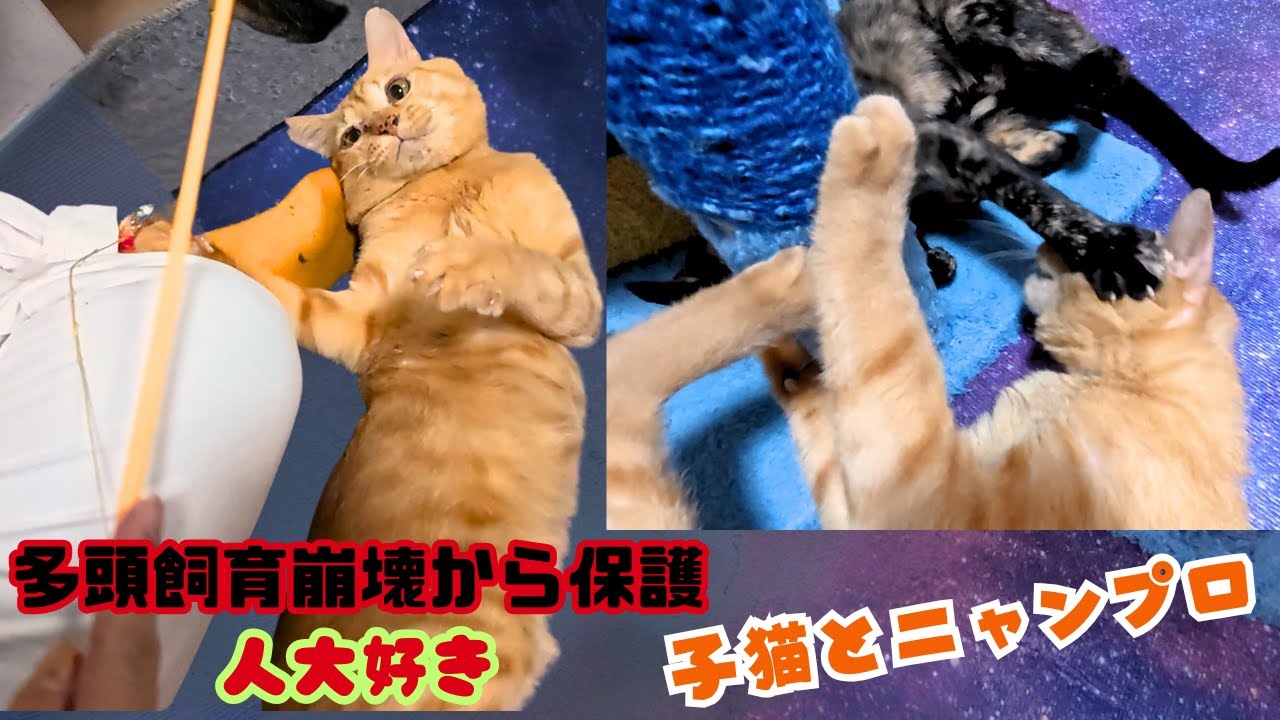多頭飼育崩壊から保護の茶トラ人大好き子猫と仲良くニャンコプロレス（保護猫カフェ猫の惑星にゃーくる）京橋駅Red tabby cat rescued from animal hoarding