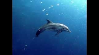 Rolling Through the Darknest