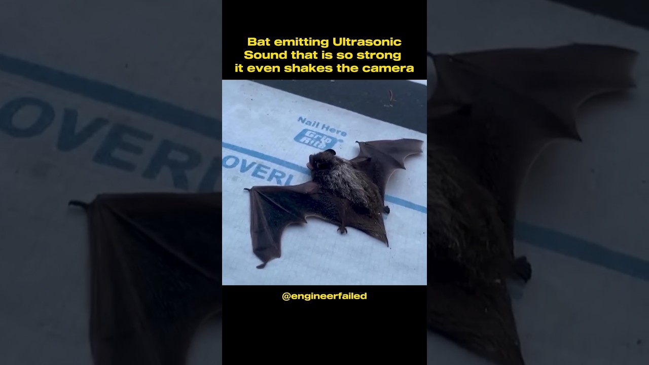 Bat's Ultrasonic sound shakes the camera frequency
