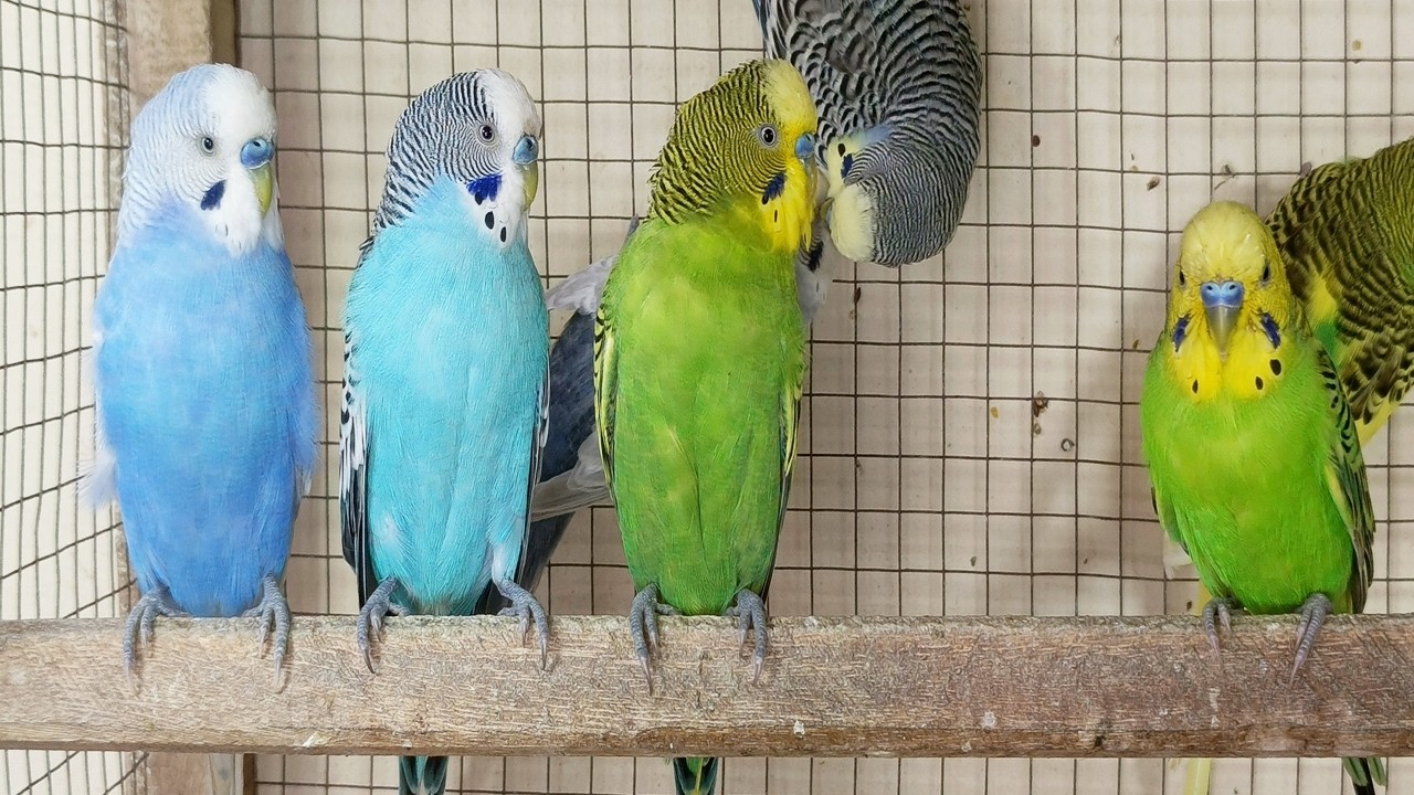 12 Hour Bird Watching of Parakeet Budgies Birds, Observe Nature Birds, Reduce Stress