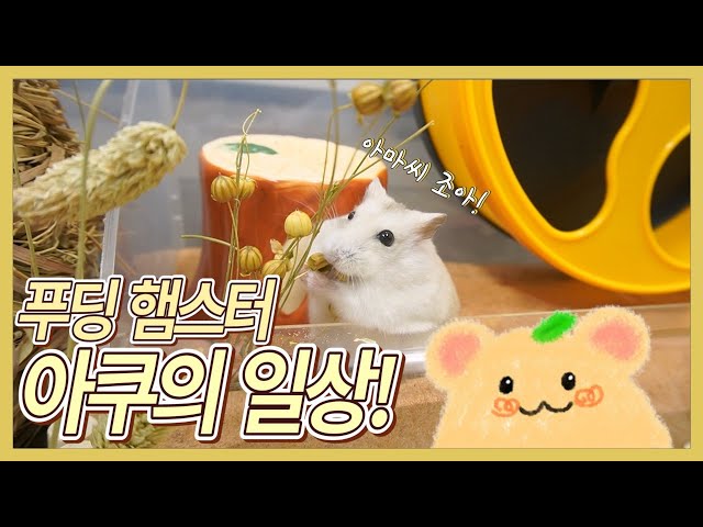 햄스터 라이프) 햄스터 키우기 어플 hamster life : 네이버 블로그