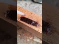 Powder and glue as hole filler #shorts
